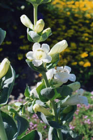 Penstemon grandiflorus 'Prairie snow'